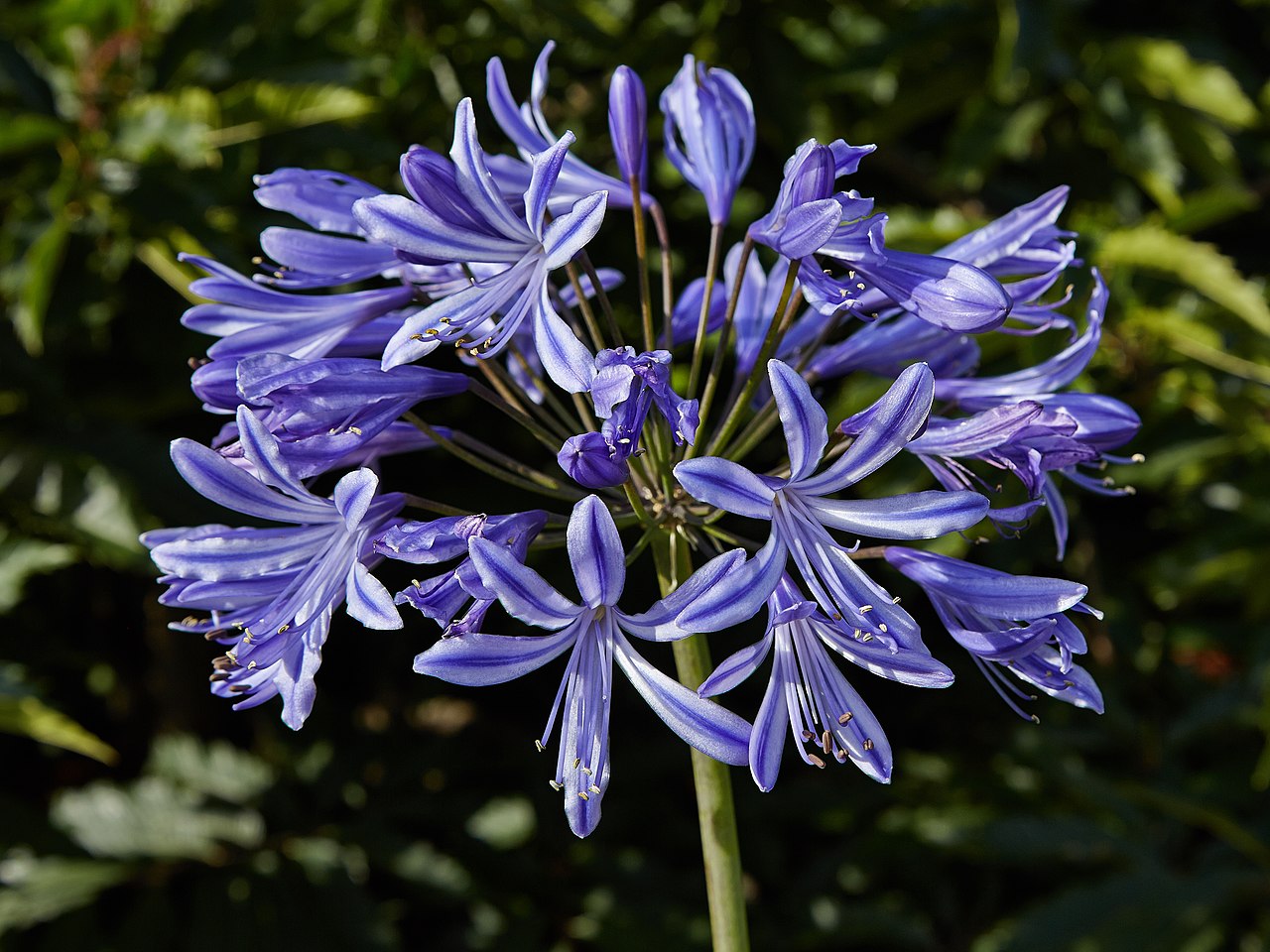 Agapanthus Africanus 'Lily of The Nile'