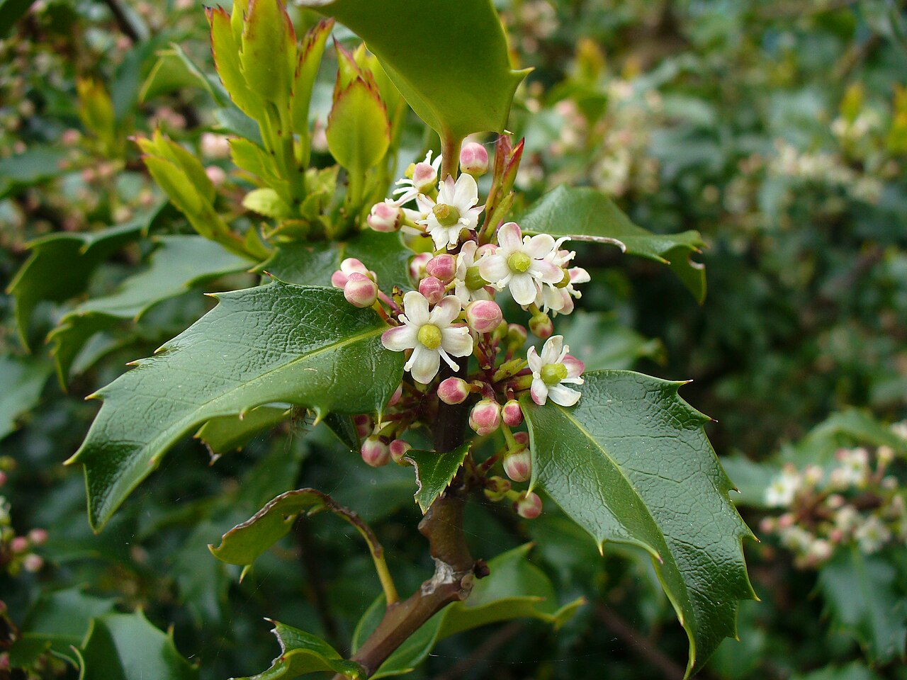 American Holly Seeds