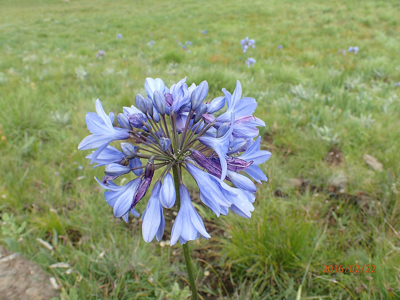 Agapanthus Africanus 'Lily of The Nile'