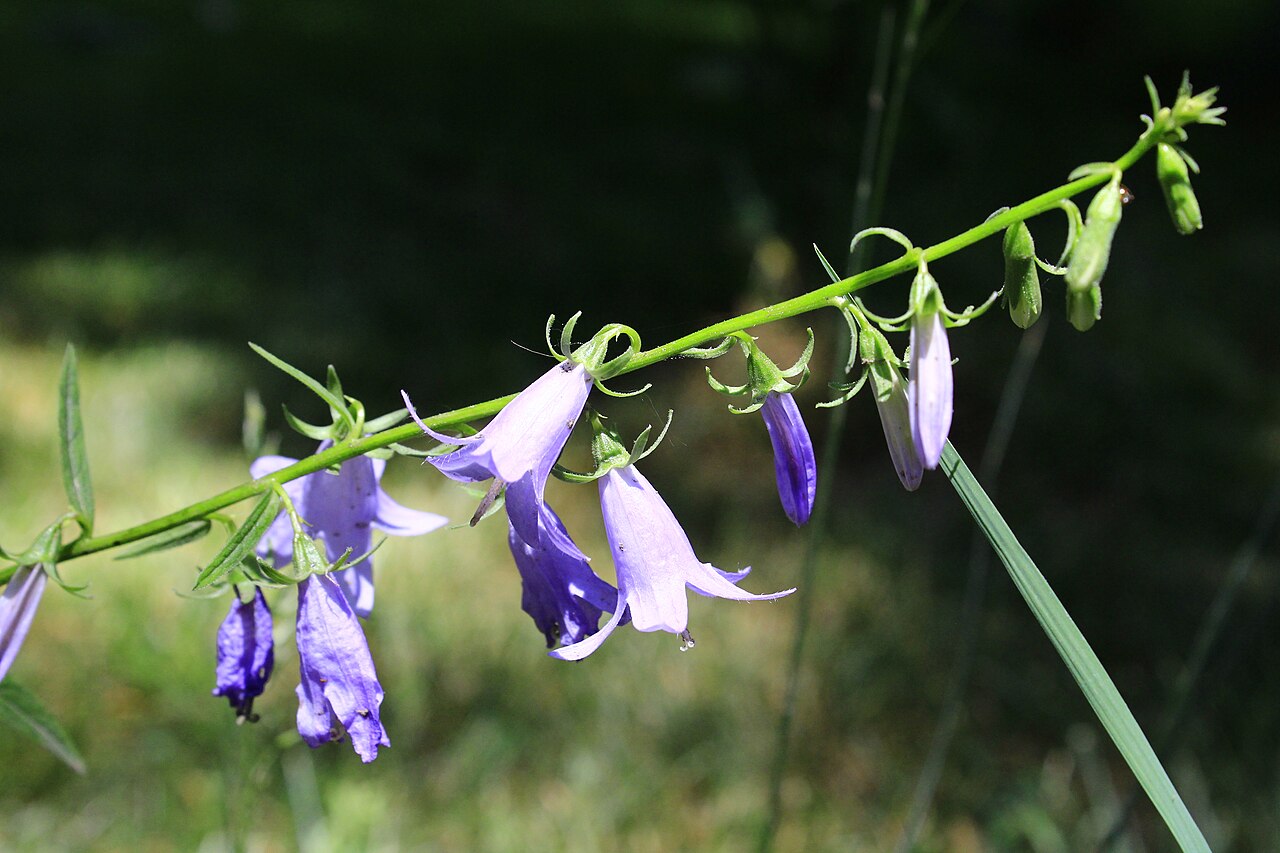 Perennial Campanula Peach seeds