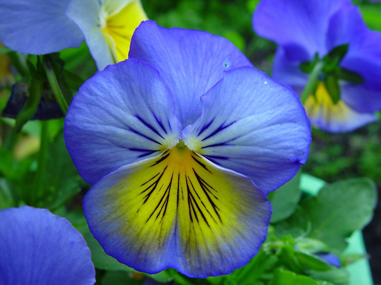 Pansies Artificial Flowers