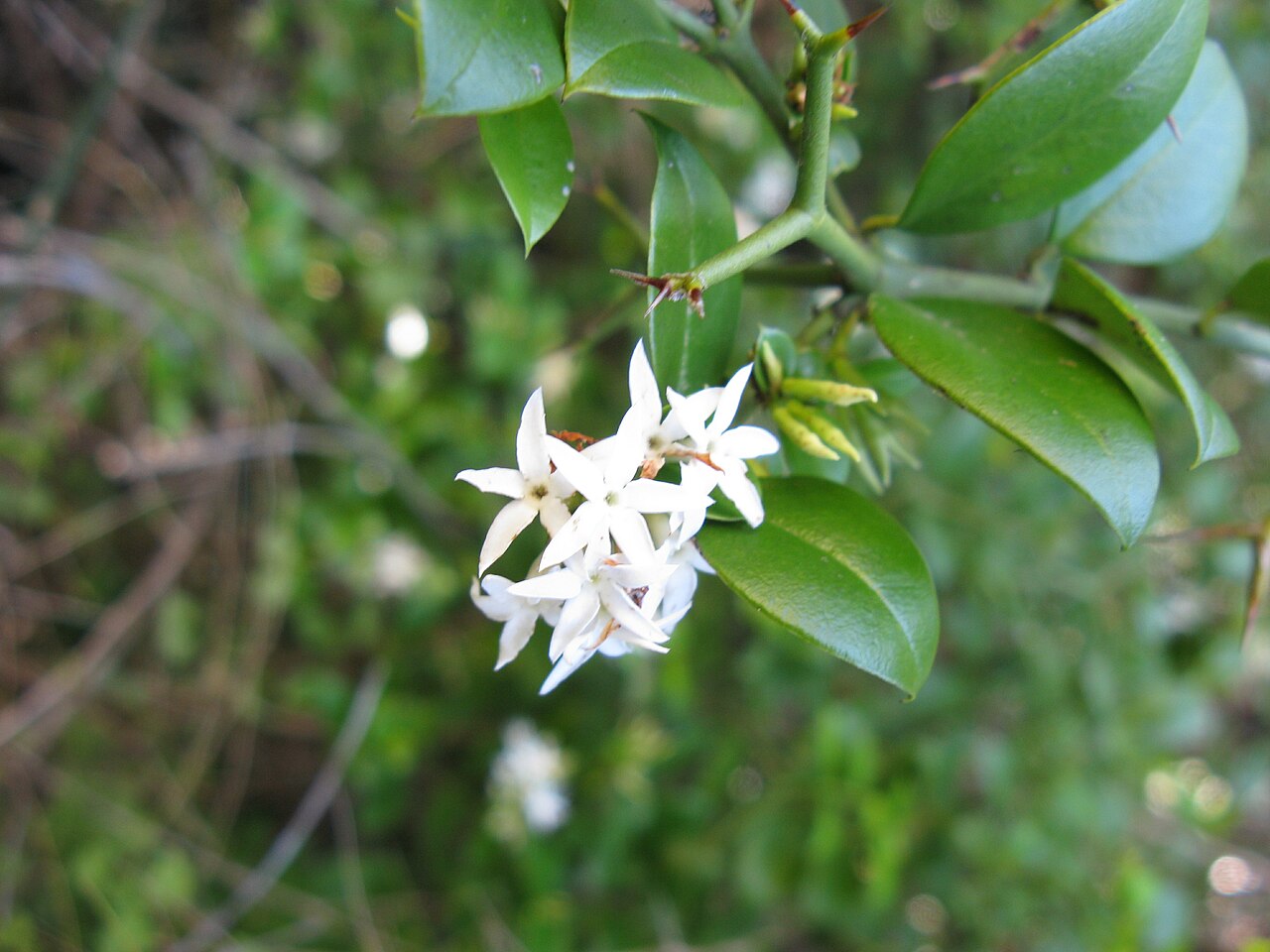 Carissa Fruit Seeds (Carissa macrocarpa)