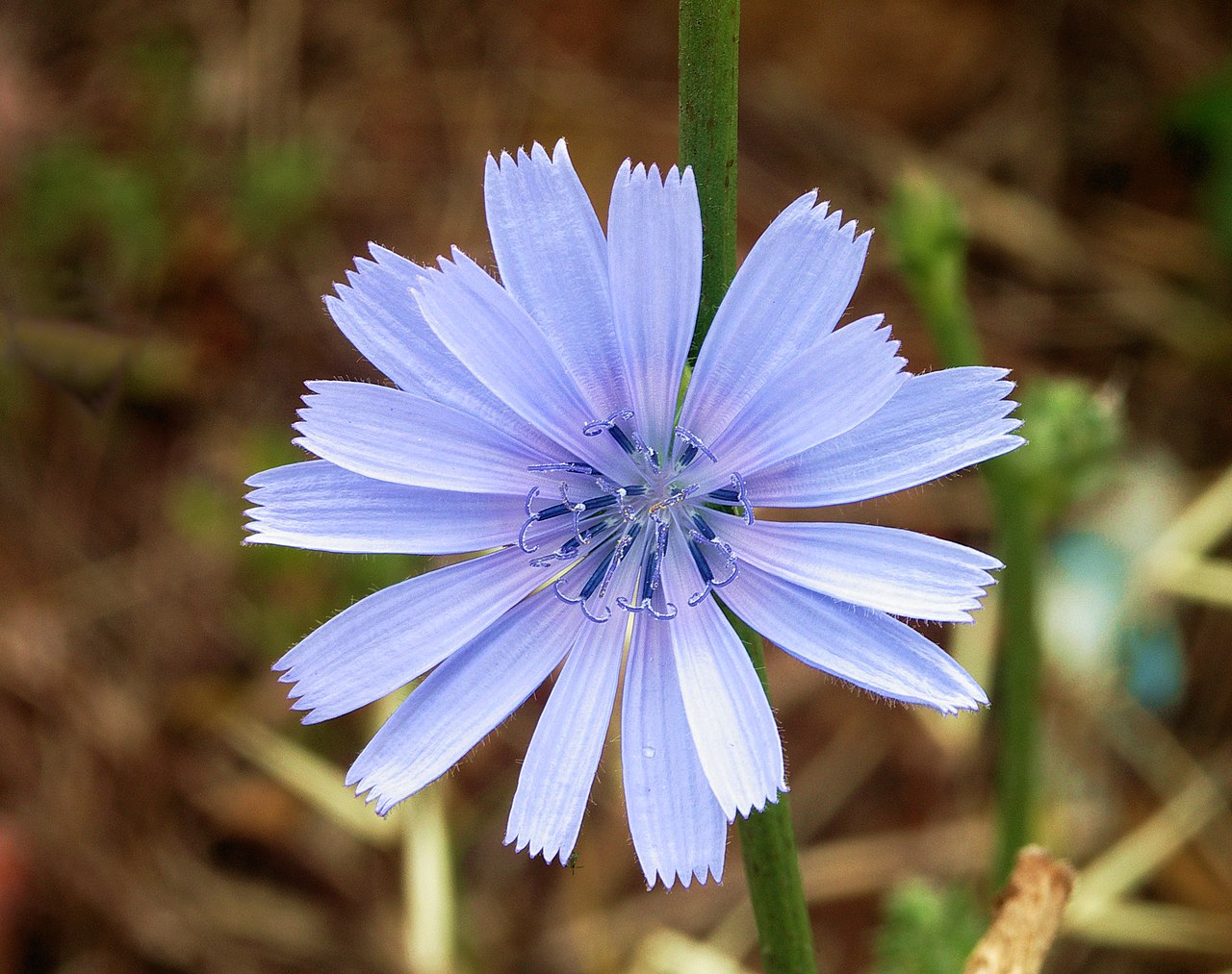 Chicory Flower Seeds