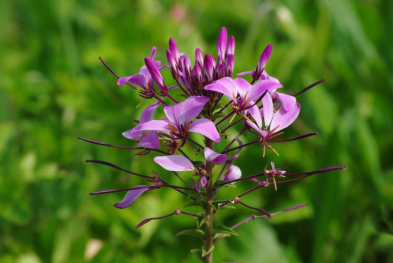 Annual Pink Cleome Spider Flower