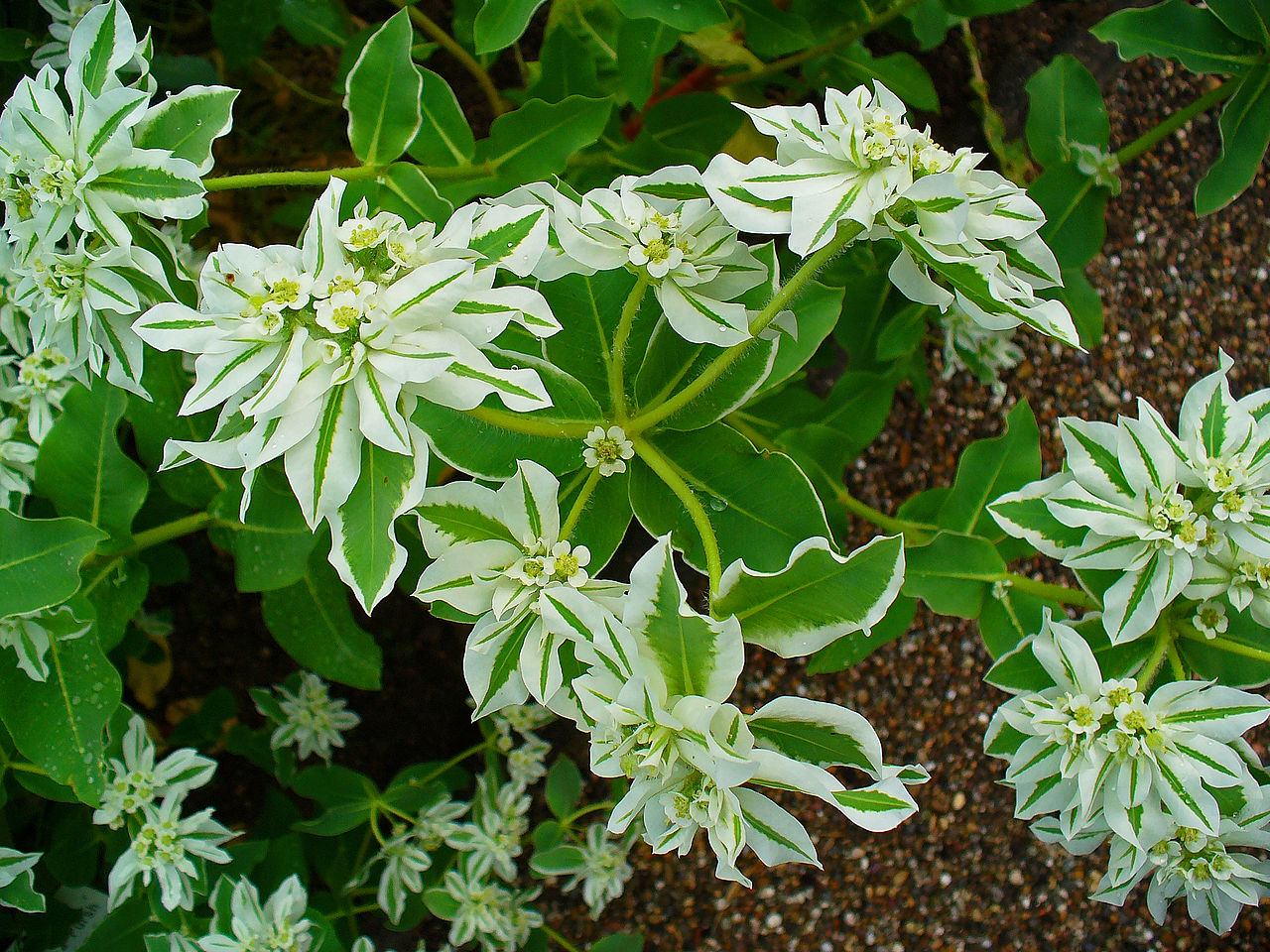 Euphorbia Marginata