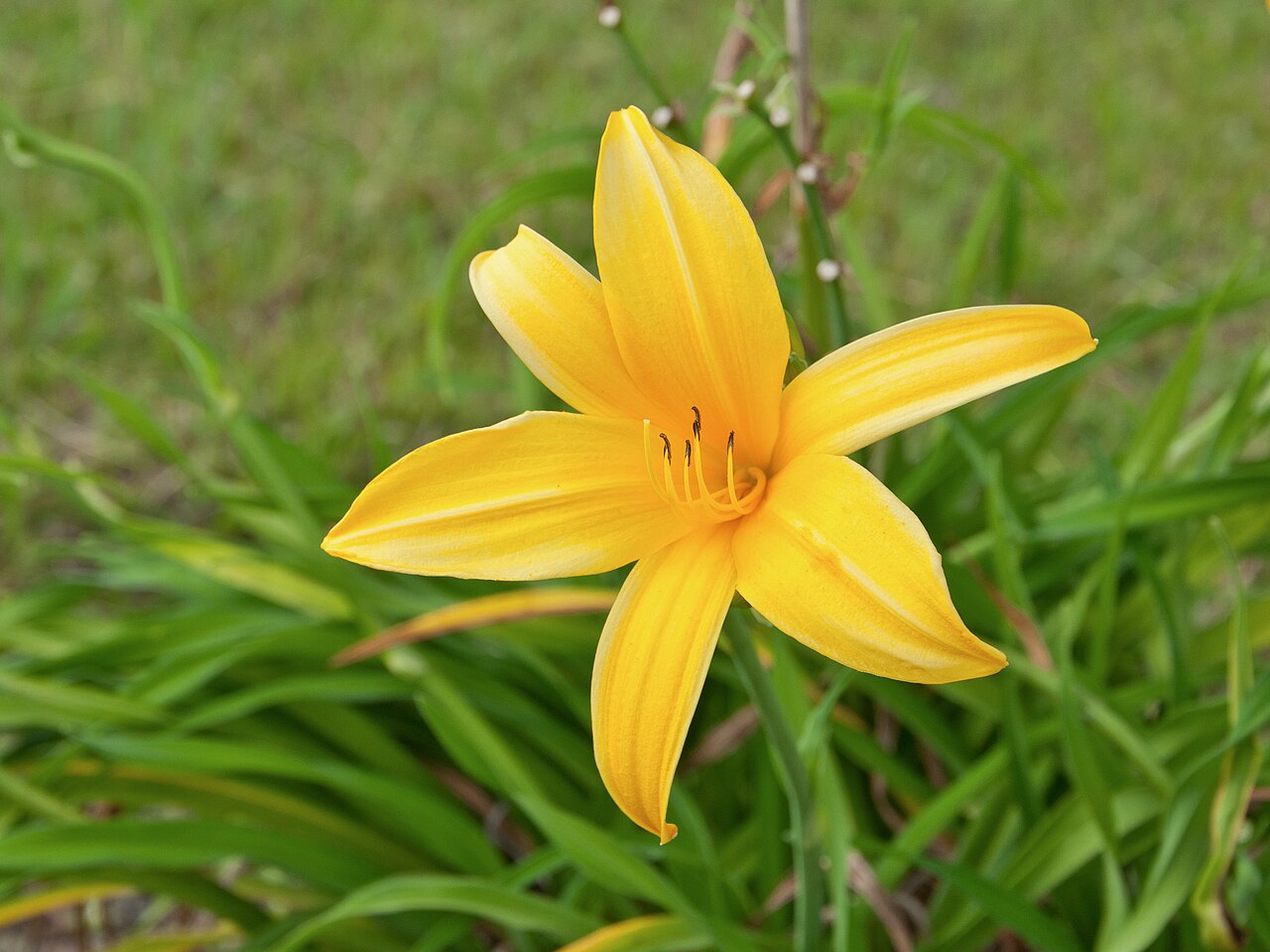 Mixed Hemerocallis Hybrida Flowers Seeds