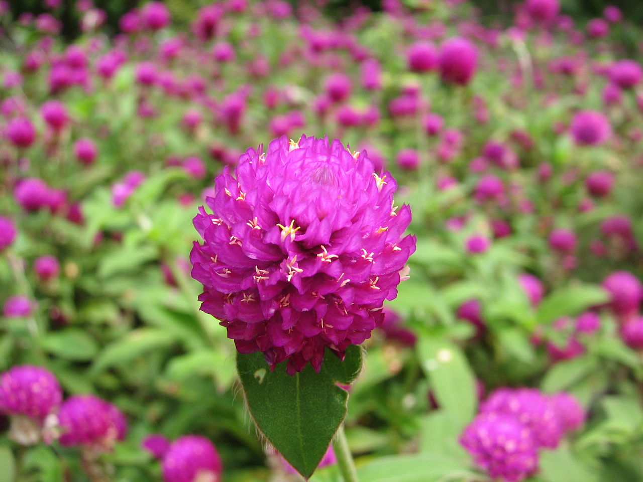 Dried Gomphrena Globosa Buds