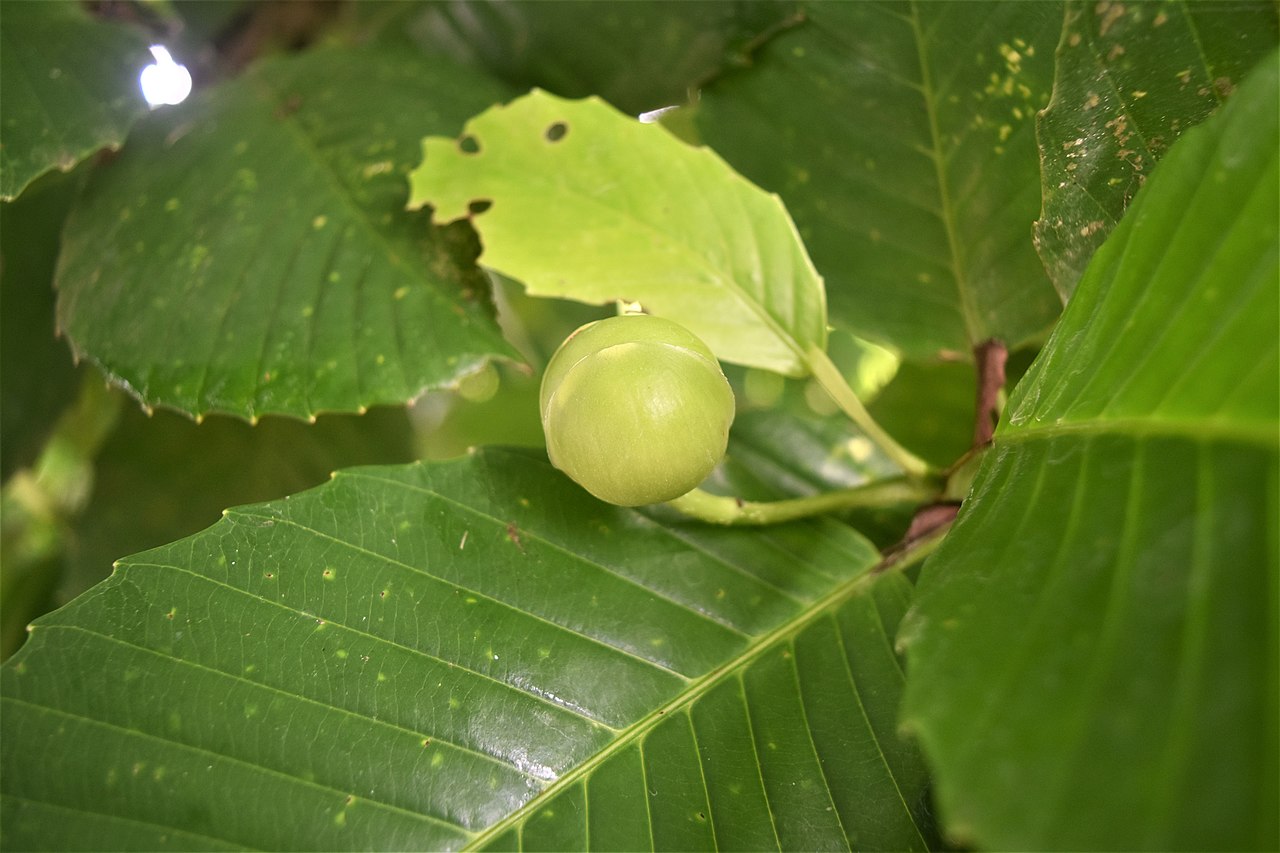 Catmon Fruit Seeds (Dillenia philippinensis)