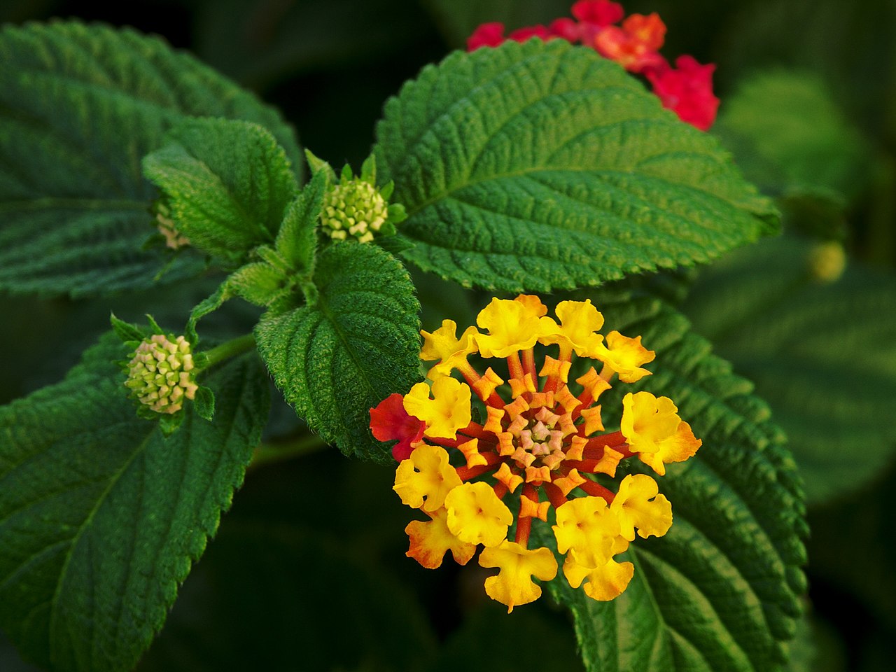 Mix Lantana Camara Flower Seeds