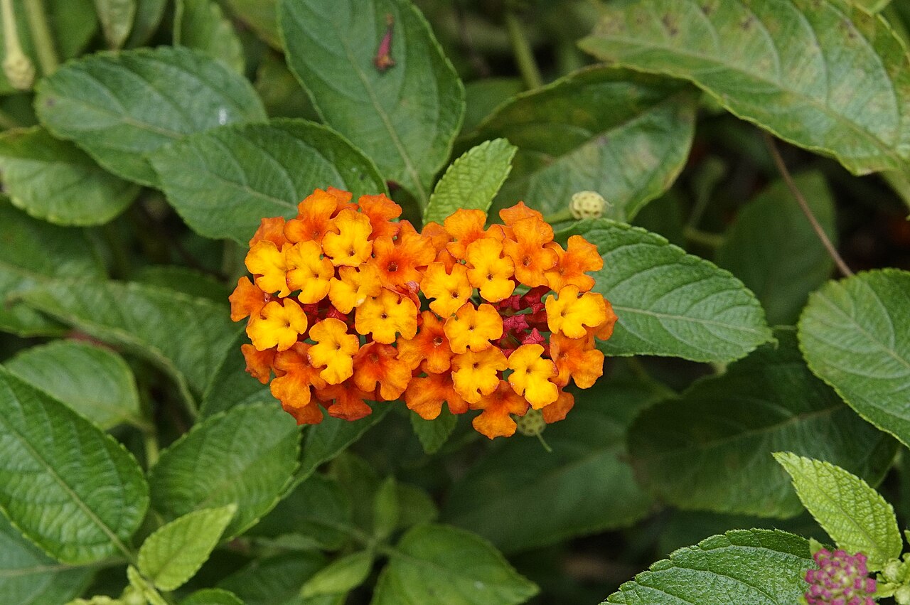 Mix Lantana Camara Flower Seeds