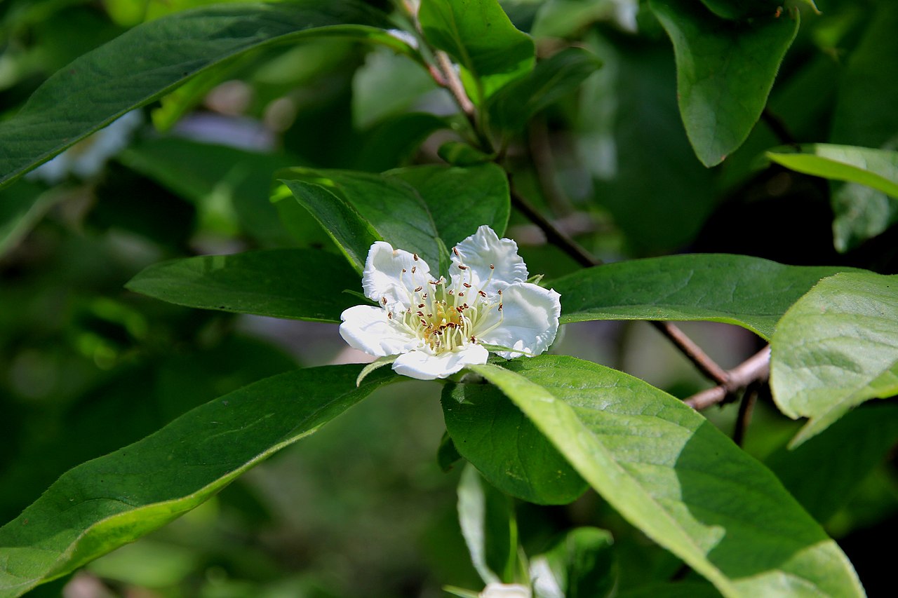 Medlar (Mespilus germanica) Seeds