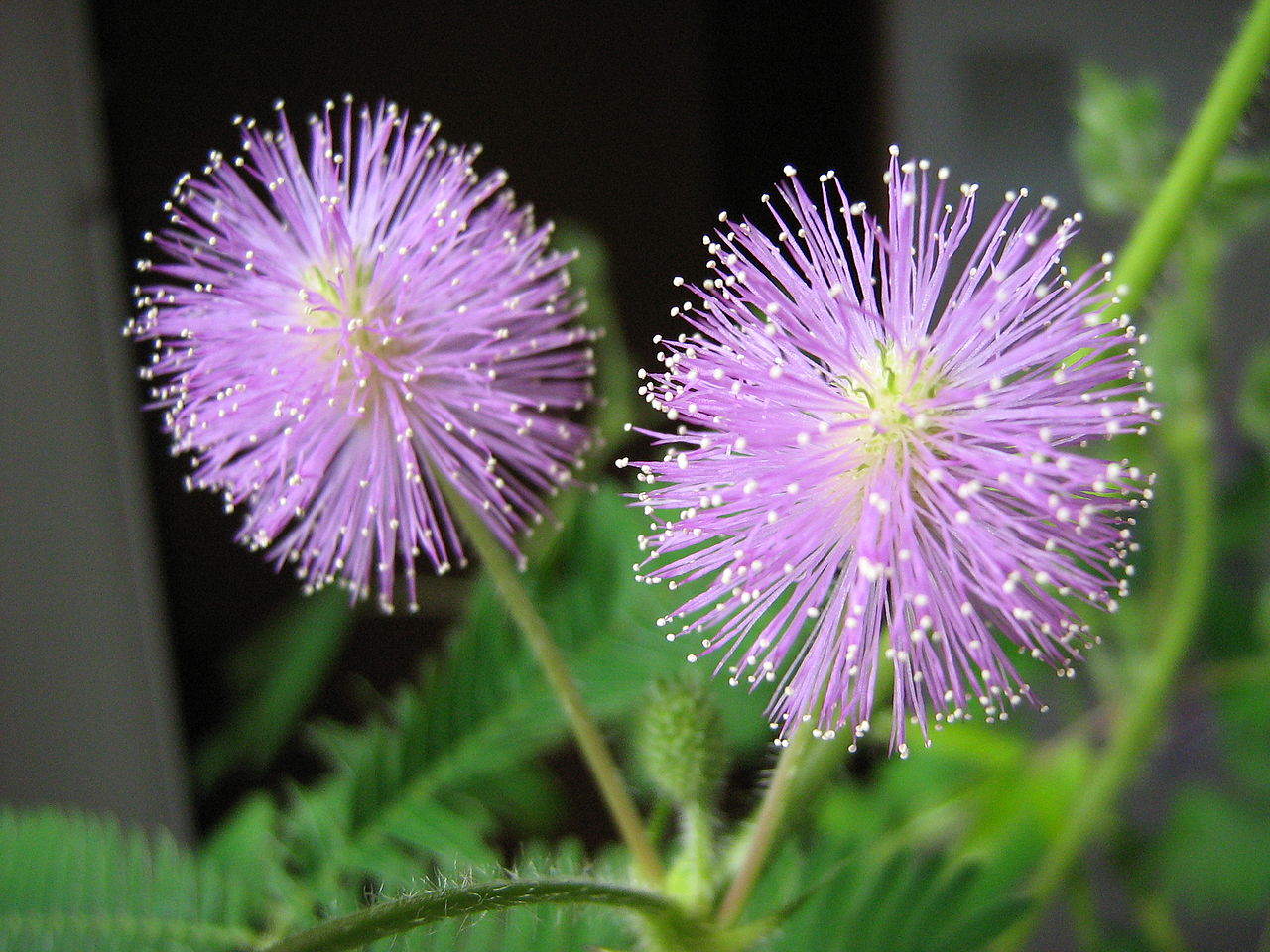 Mimosa Pudica Sensitive Plant