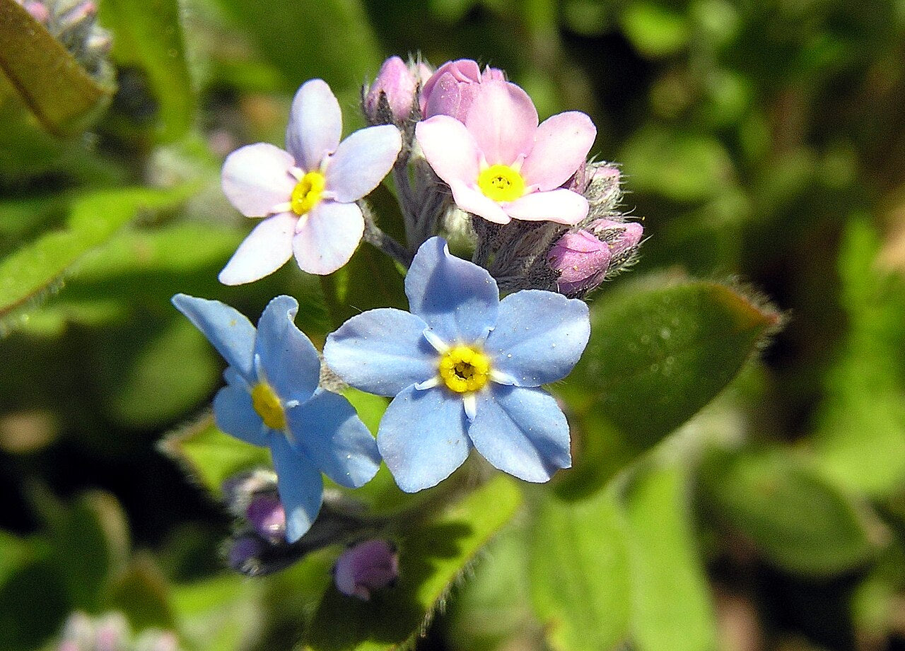 Myosotis Artificial Flowers