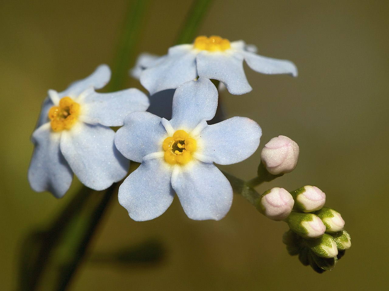 Myosotis Artificial Flowers