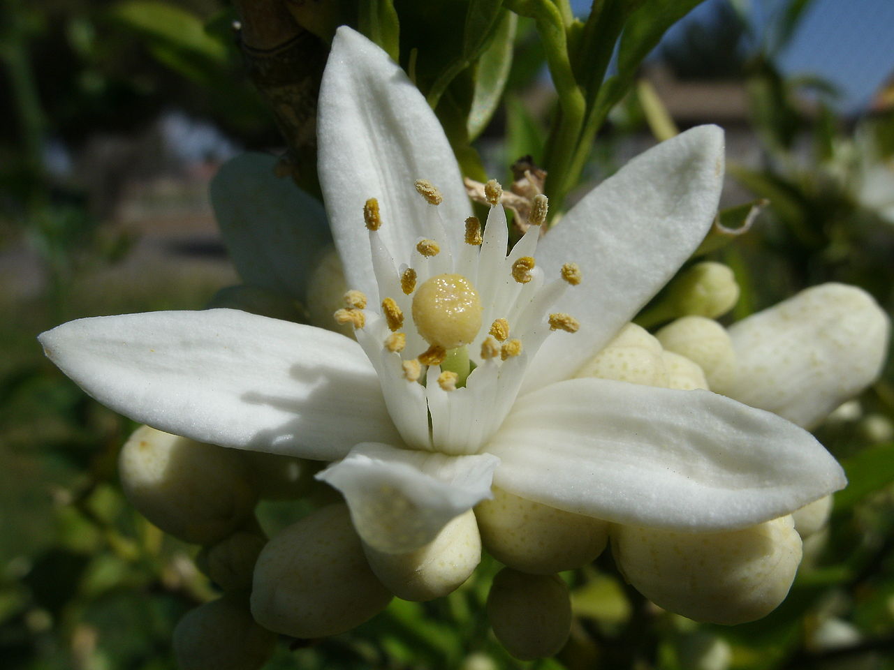 Bonsai Orange Tree Seeds