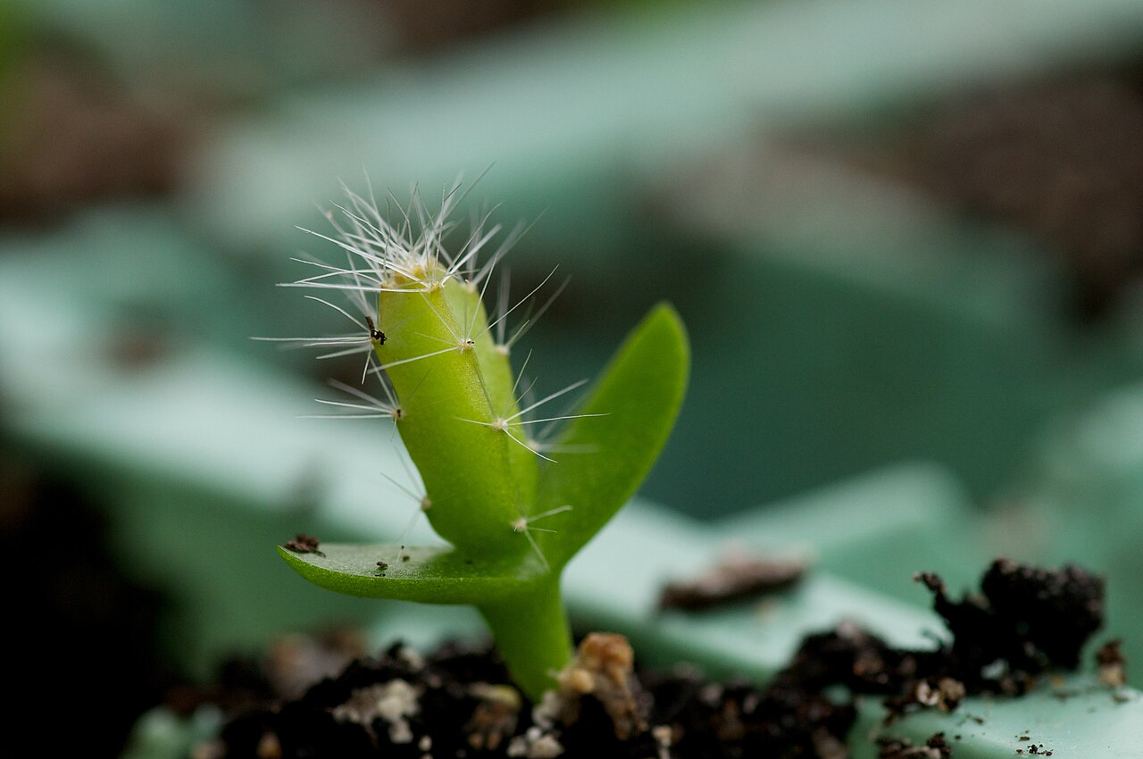 Red Dragon Fruit Seeds