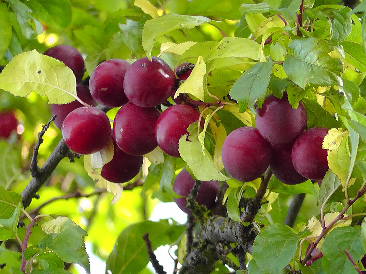 American Red Plum Tree Seeds