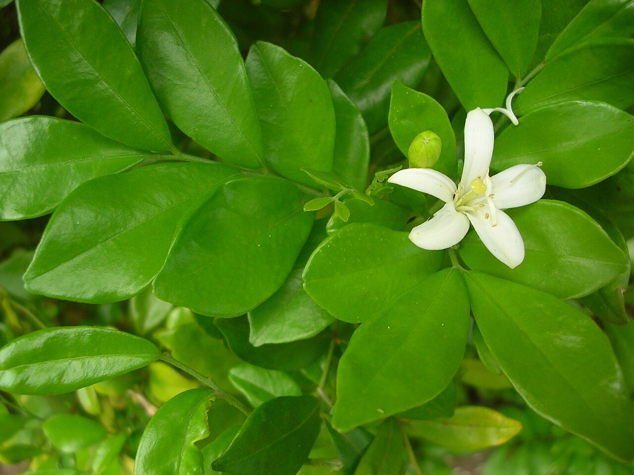 Murraya Paniculata Seeds