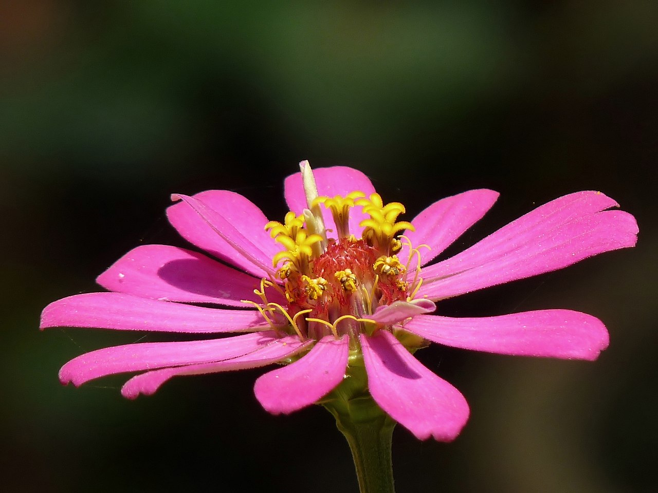 Zinnia Elegans