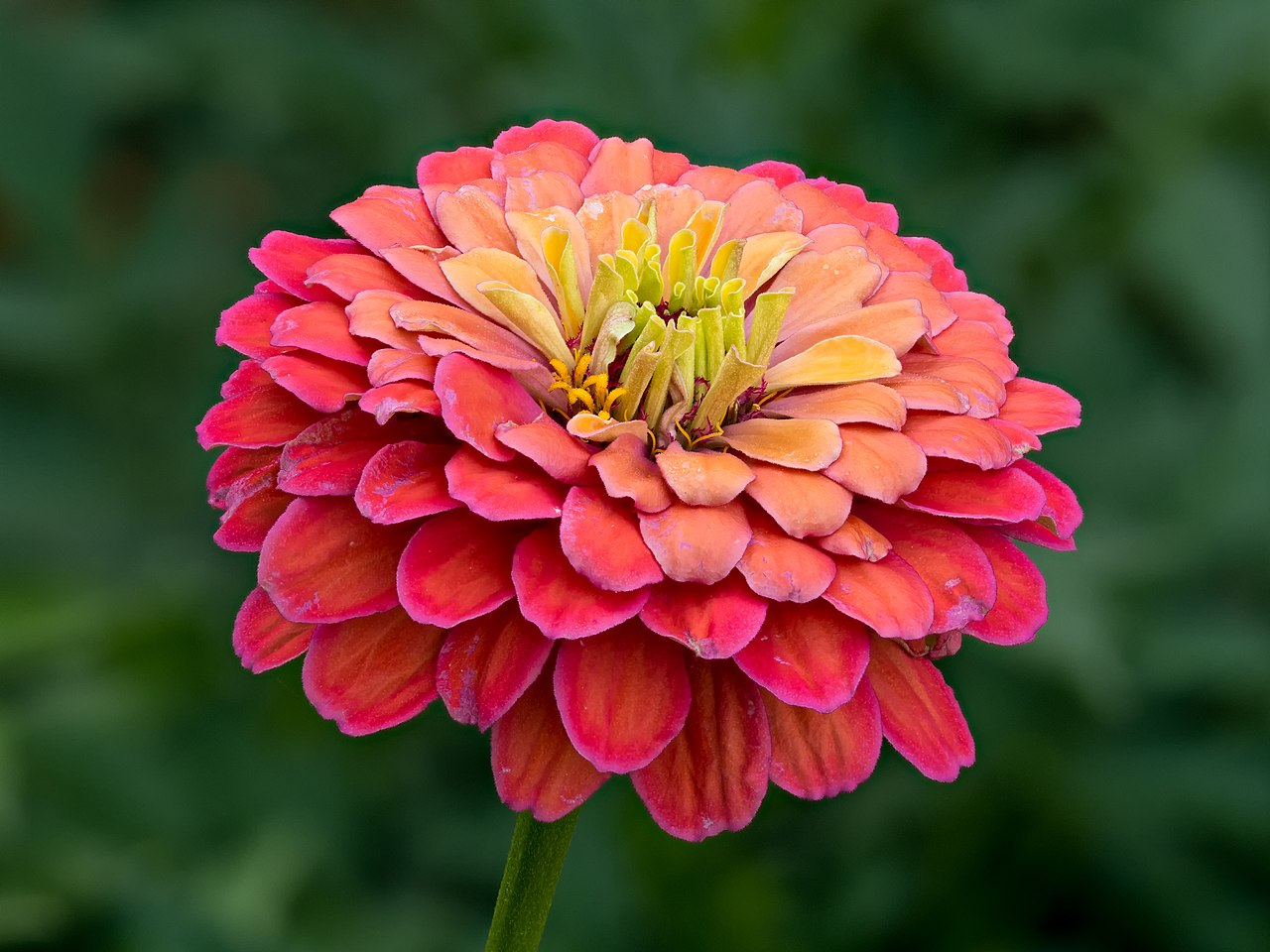 Zinnia Elegans