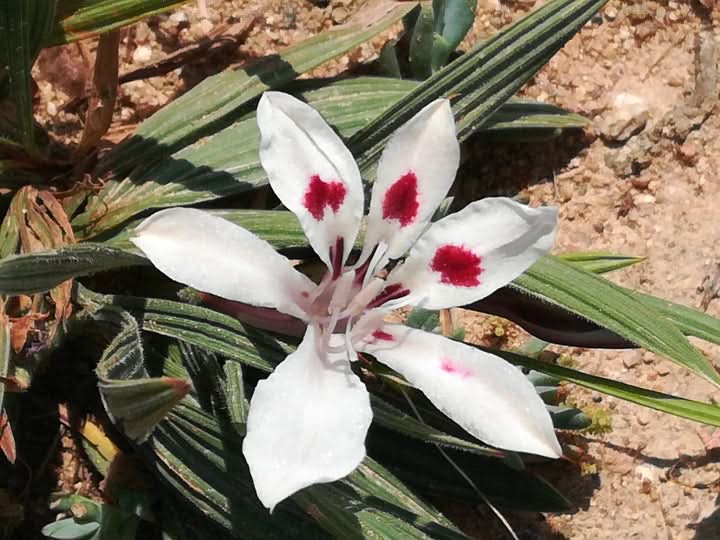Babiana Tubulosa Flower Seeds for Planting