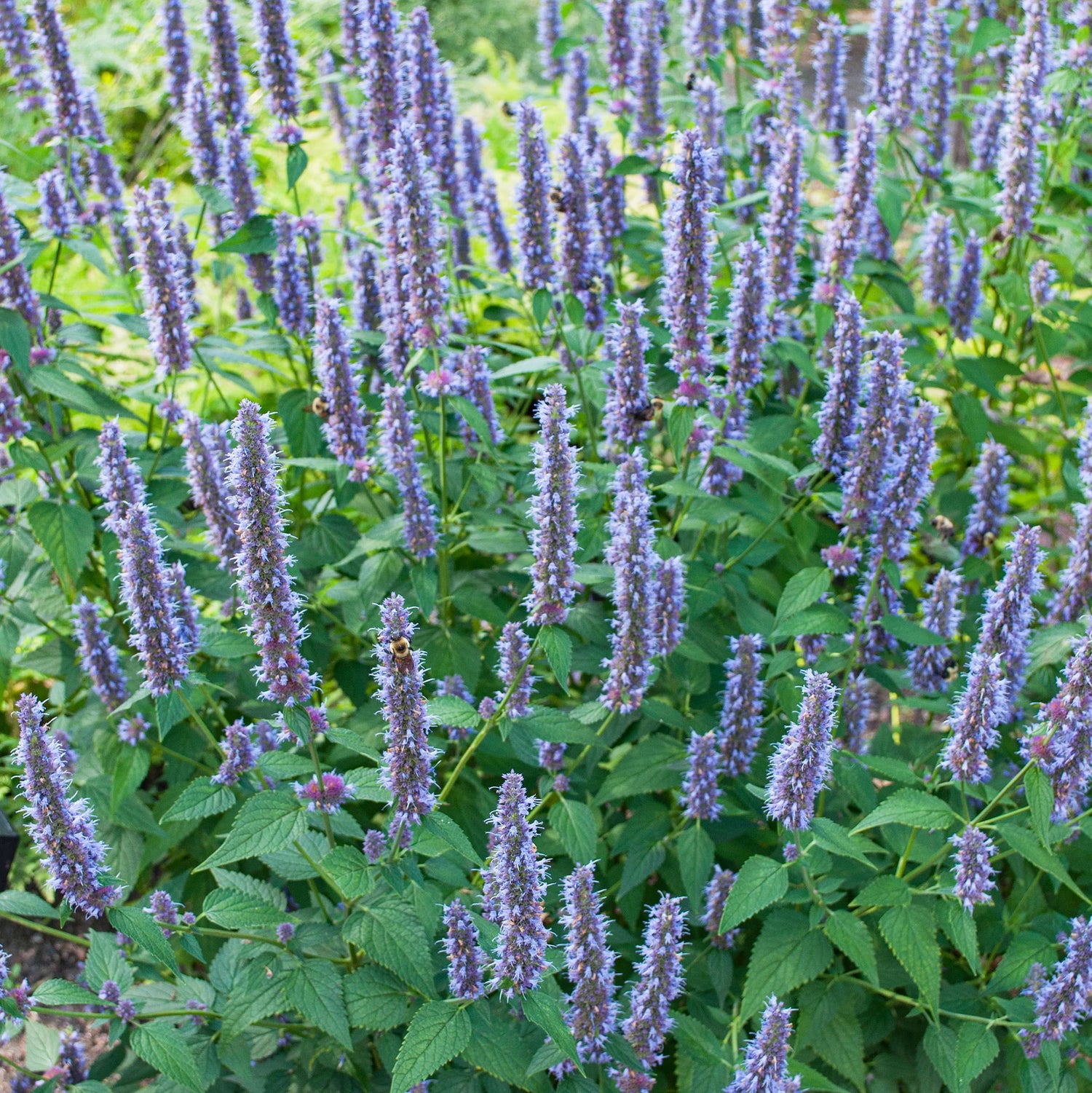 Agastache Lavender Hyssop Organic