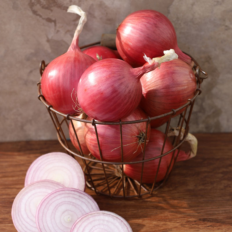 Onion Blush Allium cepa vegetable seeds for planting in home garden or raised beds