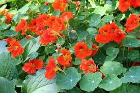 Nasturtium Tropaeolum majus Flower Seeds for Planting Orange Variety in Home Garden