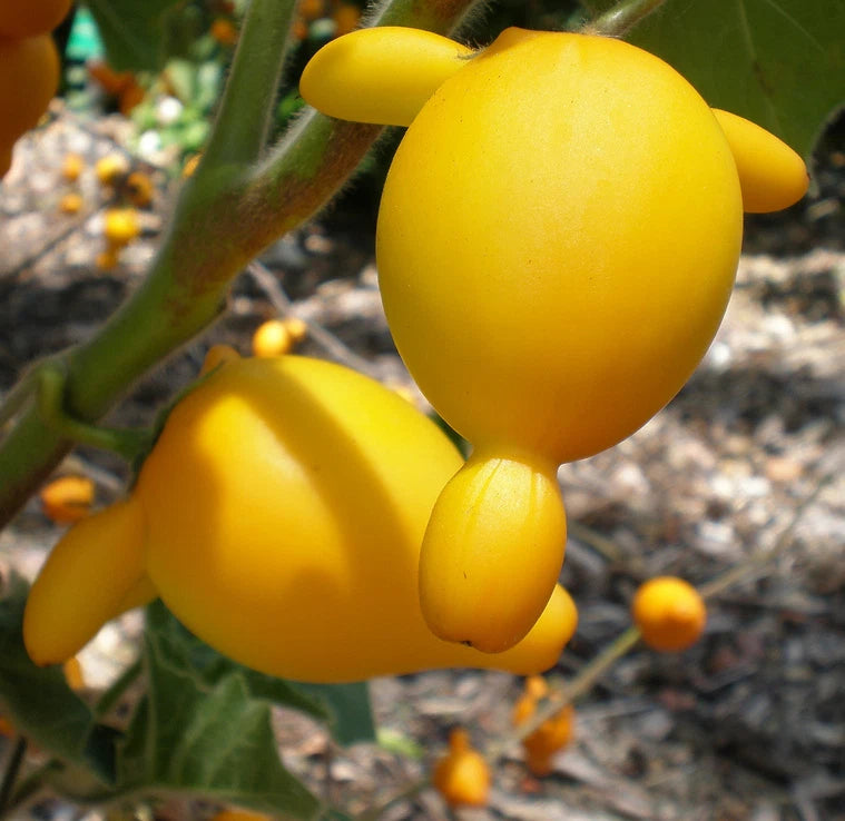 Nipple Fruit Seeds - Colorful and Unique Fruit for Your Garden