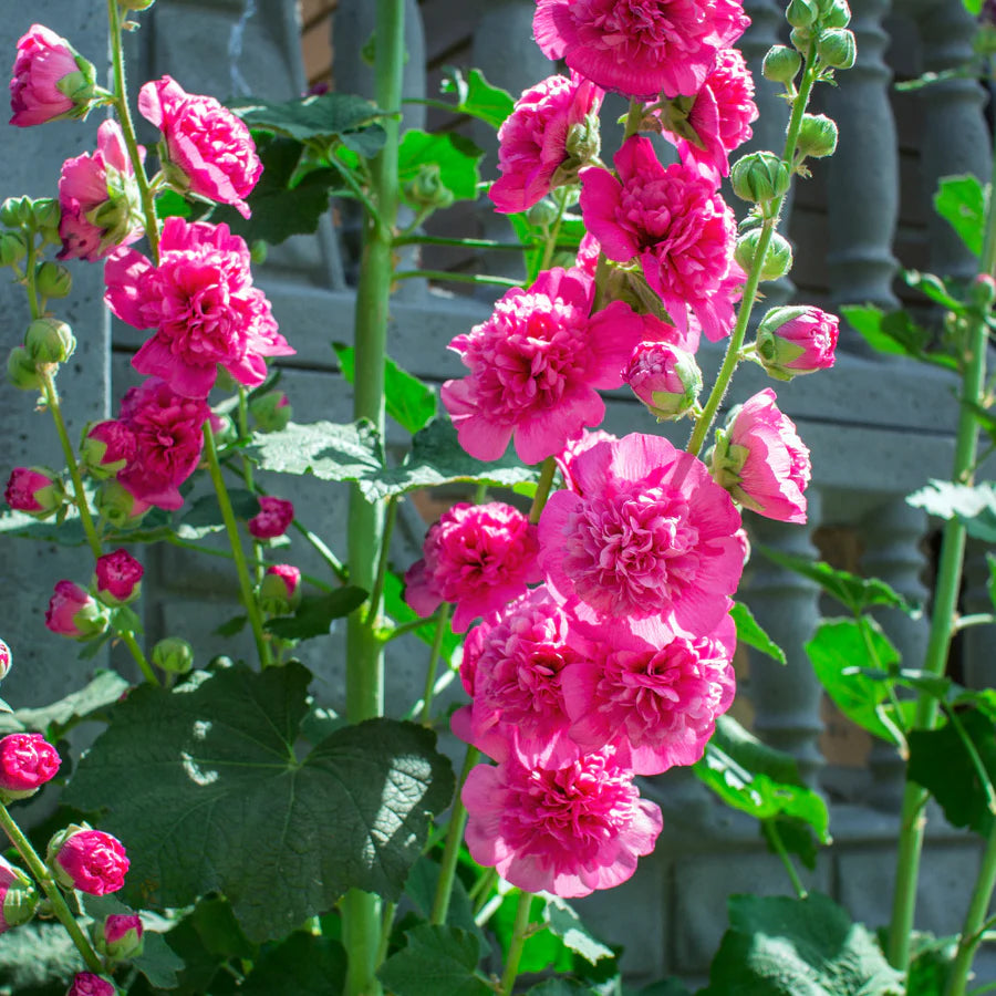 Maroon Giant Danish Double Hollyhock Flower Seeds – Towering Blooms with Rich Maroon Petals