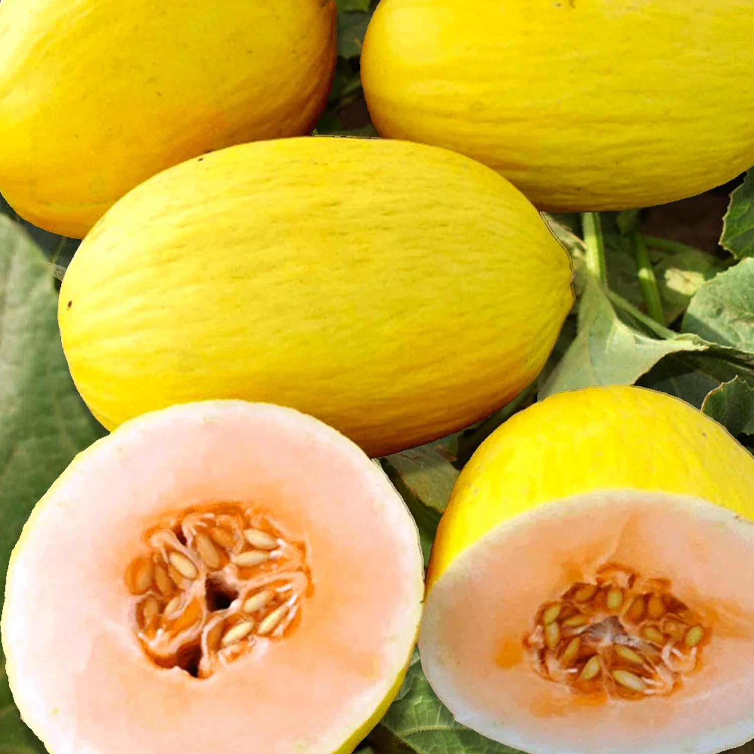 Yellow Crenshaw Melon Fruit Seeds - Sweet and Juicy Melons for Your Garden