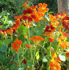 Nasturtium Tropaeolum majus Flower Seeds for Planting Orange Variety in Home Garden