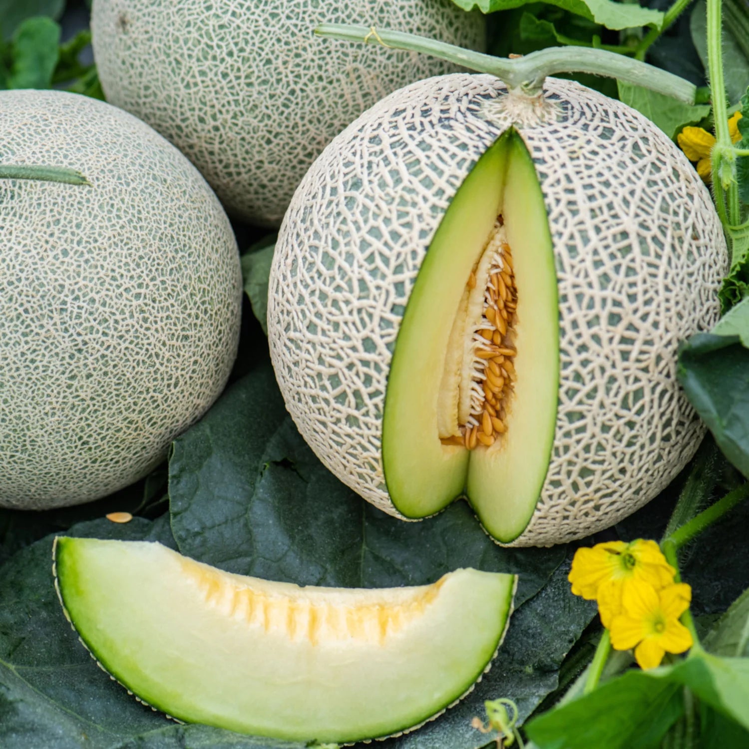 Honey Melon Fruit Seeds for Growing Sweet and Refreshing Melons