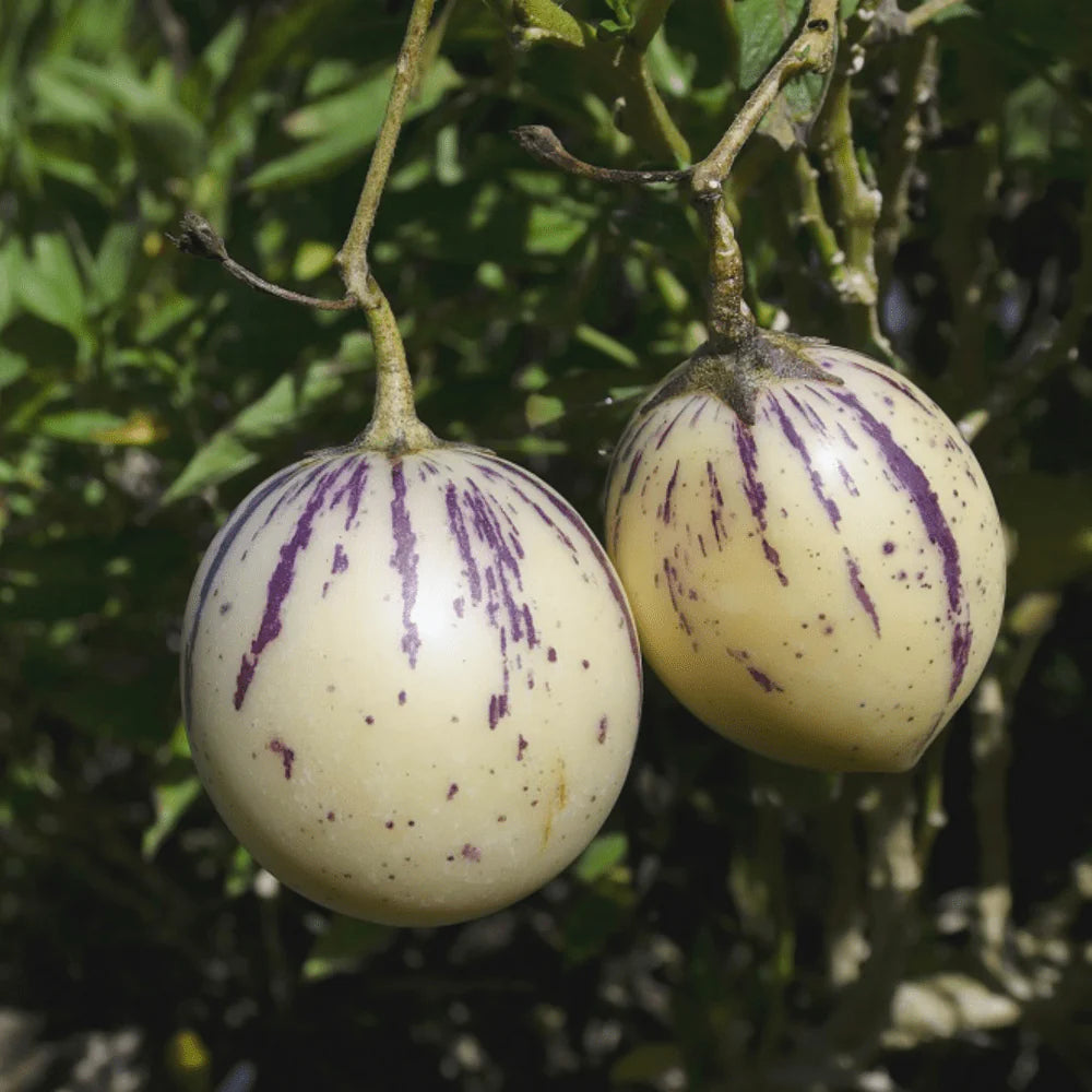 Rare Giant Purple Pepino Fruit Plant (Solanum muricatum) Seeds for Planting - A Rare and Sweet Melon-Like Fruit to Enhance Your Garden