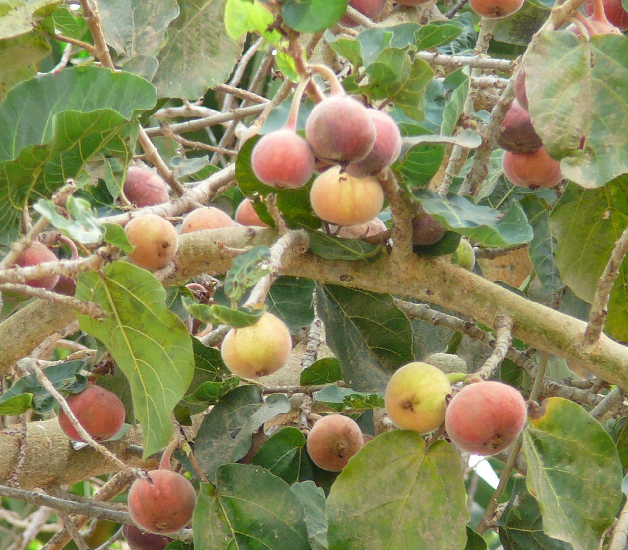 Sycomore Fig / Mulberry Fig - Ficus sycomorus - Rare 'Fruit' Seeds - Egyptian Fig, Pink-Yellow, African Fig, Moraceae, African Fig, Wild Fig