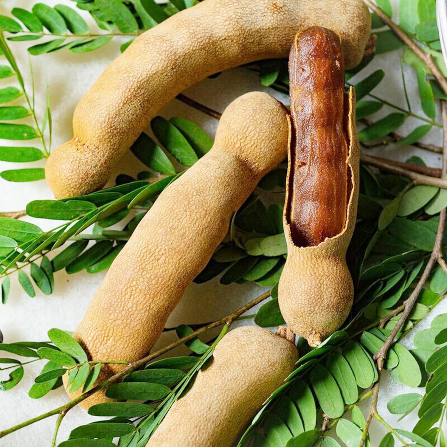 White Tamarind Fruit Seeds Leucaena Leucocephala Drought Tolerant Edible Fast Growing Evergreen Tropical Shrub Self