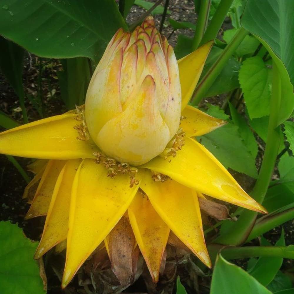 Yellow Lasiocarpa Fruit Seeds for Exotic Plant Growth