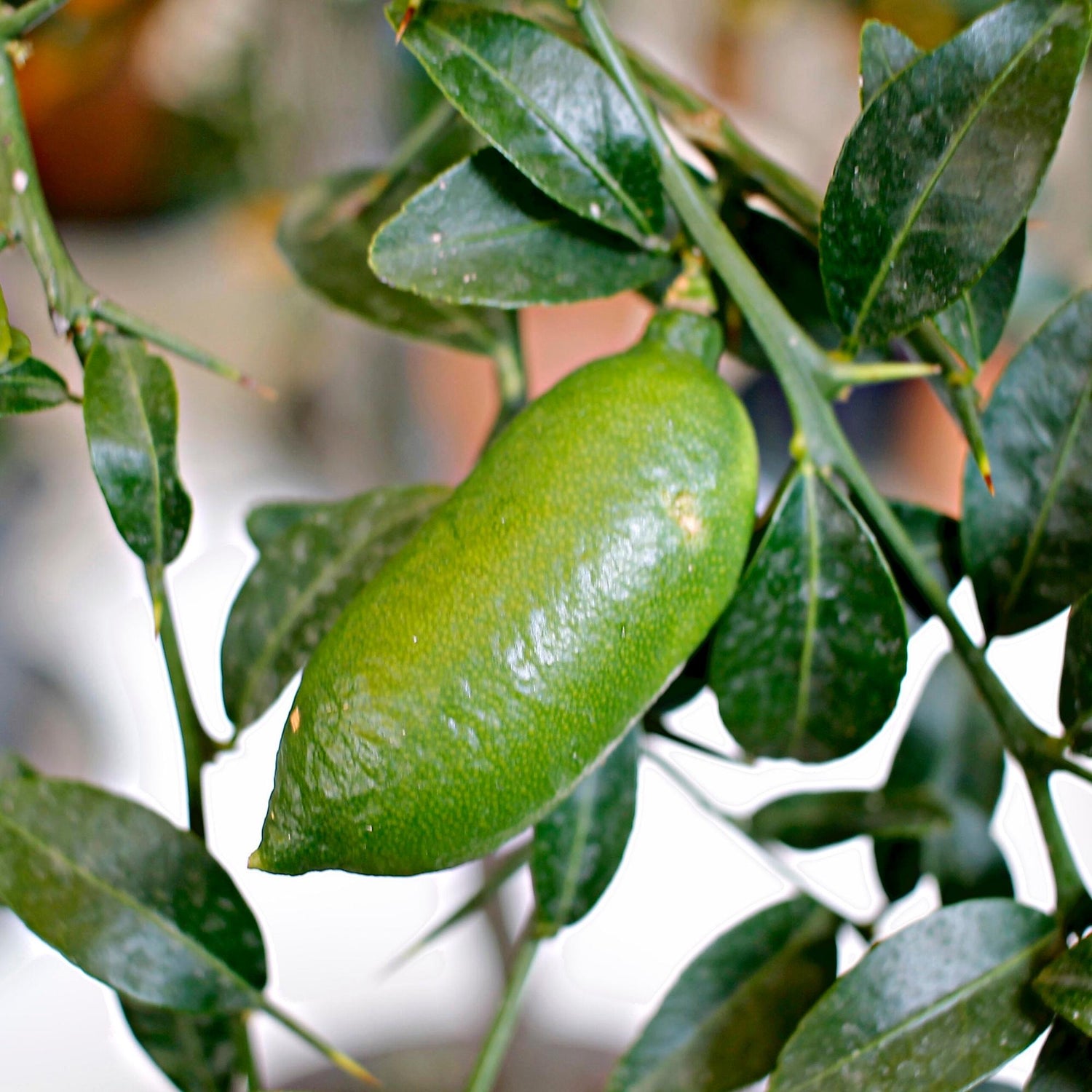 Alstonville Finger Lime Fruit Seeds for Planting - Growing Unique and Flavorful Lime Varieties
