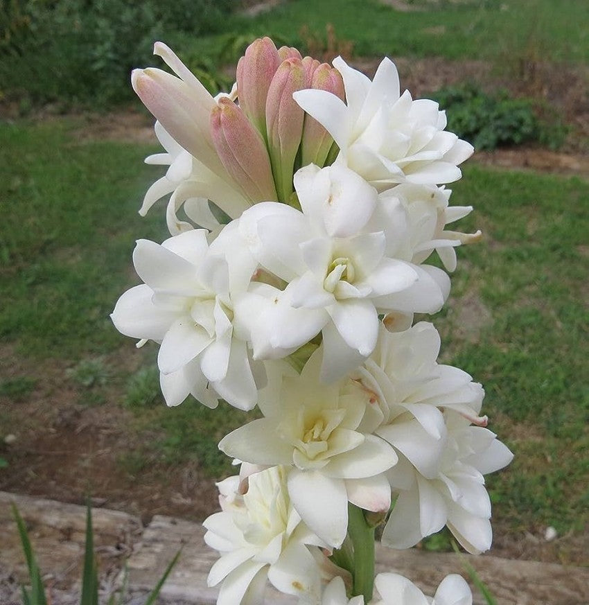 Asperata Flower Seeds for Planting, Unique Variety, 100 pcs for planting in your garden.