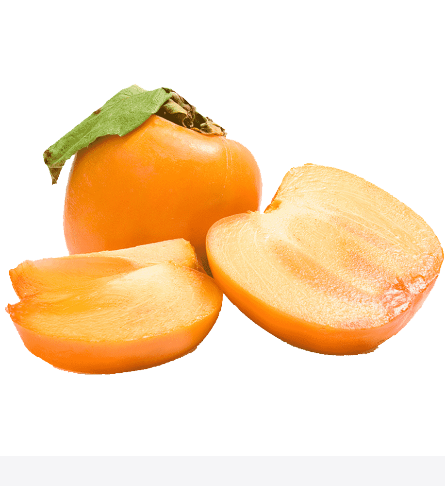 Indian Persimmon (Diospyros lotus)