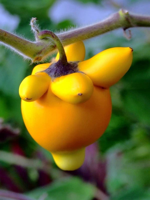 Nipple Fruit Seeds - Colorful and Unique Fruit for Your Garden