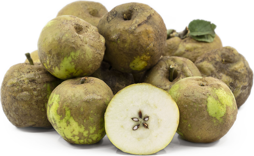 Knobby Russet Apple (Malus domestica)