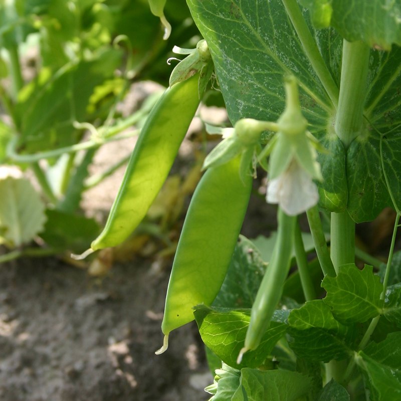 Norli Snow Pea Seeds | Tender Early Flat Snow Pea Pods – Heirloom, Non-GMO, High Germination Organic Garden Seeds