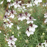 White Nigella African Flower Seeds for Planting - NON GMO Seeds Dhara Seeds