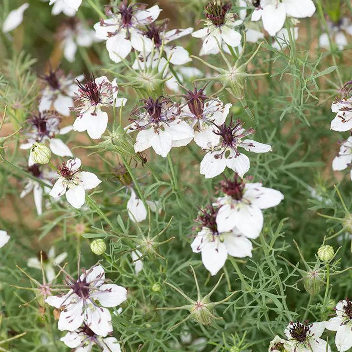 White Nigella African Flower Seeds for Planting - NON GMO Seeds Dhara Seeds