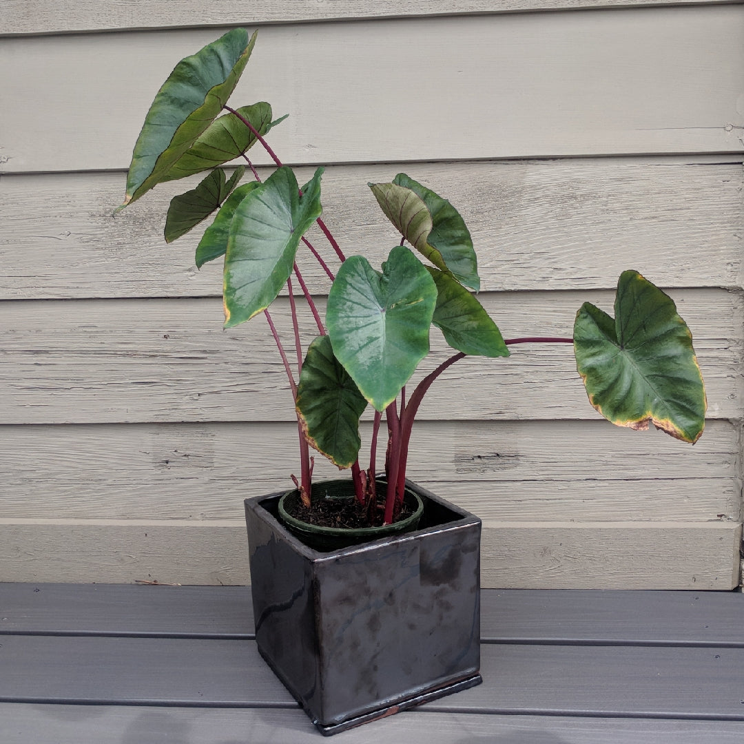 Elephant Ear Seeds - Hawaiian Punch