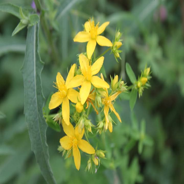Agrimonia Flower Seeds for Planting – Medicinal Wildflower Blooms
