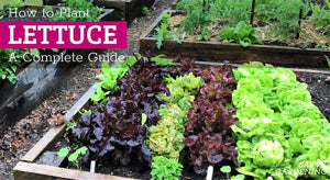 healthy Oakleaf lettuce plants spaced in raised beds or containers

