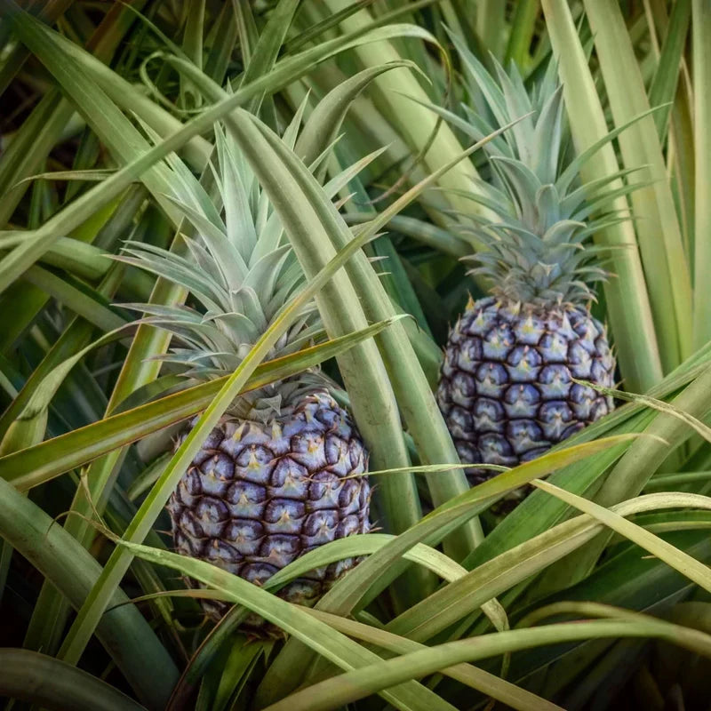 Hilo Pineapple Fruit Seeds for Planting - Grow Your Own Sweet and Tropical Pineapples, Heirloom Seeds