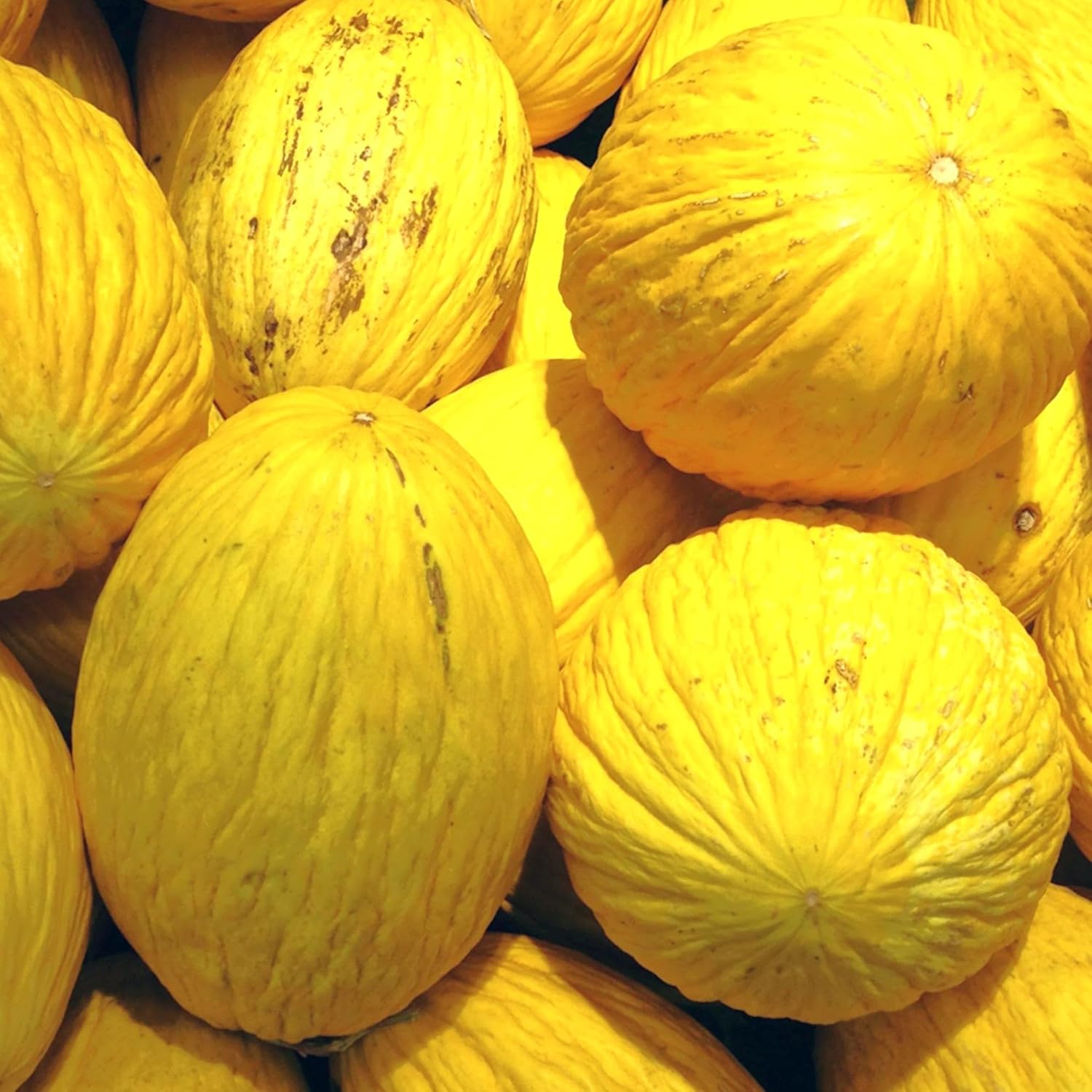 Yellow Crenshaw Melon Fruit Seeds - Sweet and Juicy Melons for Your Garden